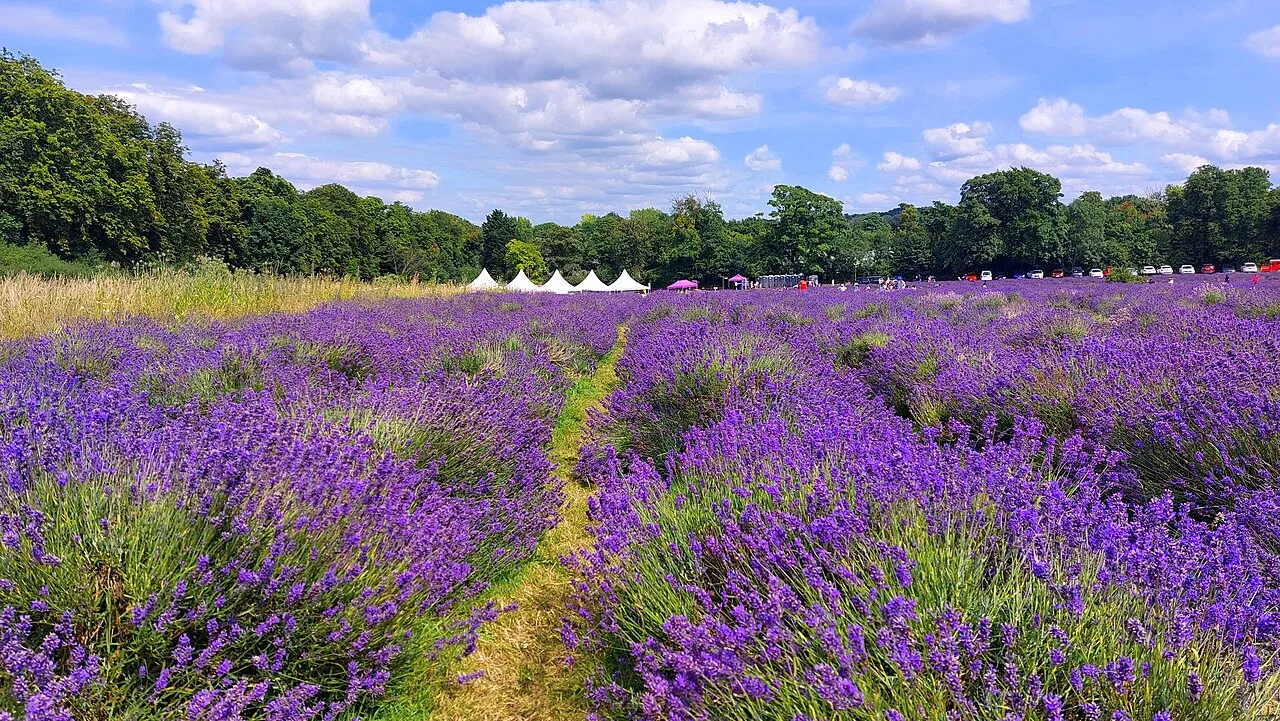 Mayfield Lavender Farm in bloom, on the borough's southern edge by Oaks Park